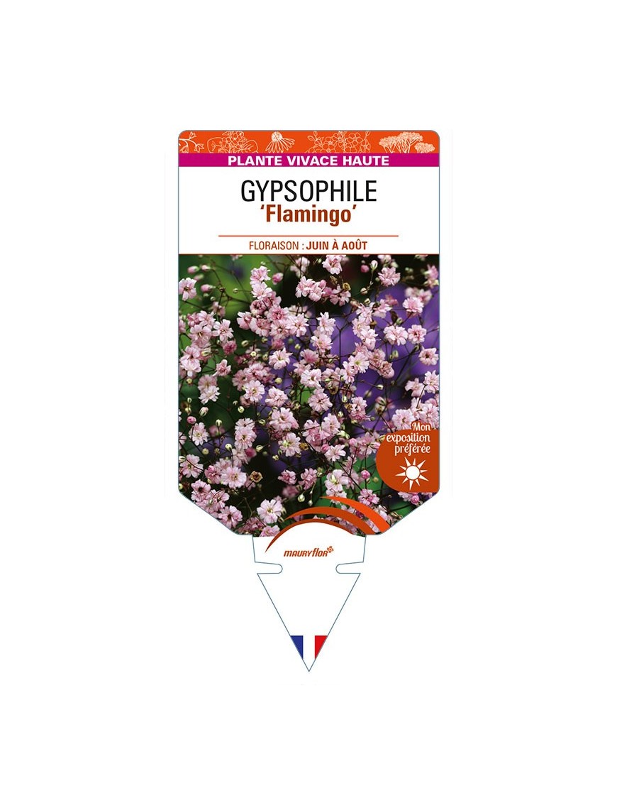 GYPSOPHILA (paniculata) 'Flamingo'