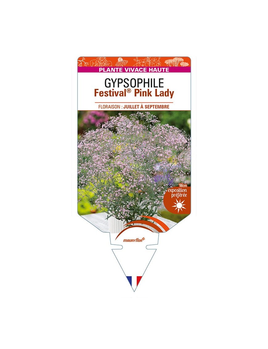 GYPSOPHILA (paniculata) Festival® Pink Lady