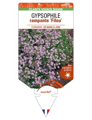 GYPSOPHILA repens 'Filou' (rose) voir GYPSOPHILE rampante