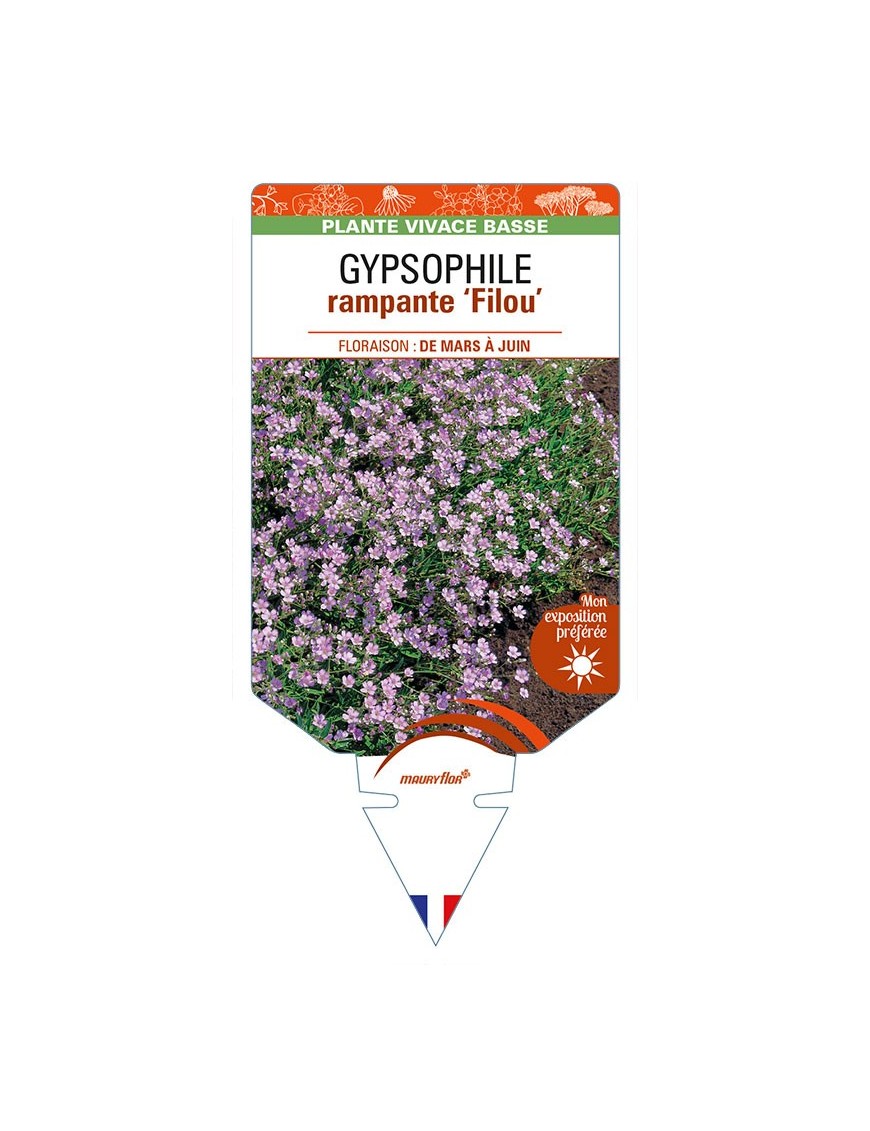 GYPSOPHILA repens 'Filou' (rose) voir GYPSOPHILE rampante