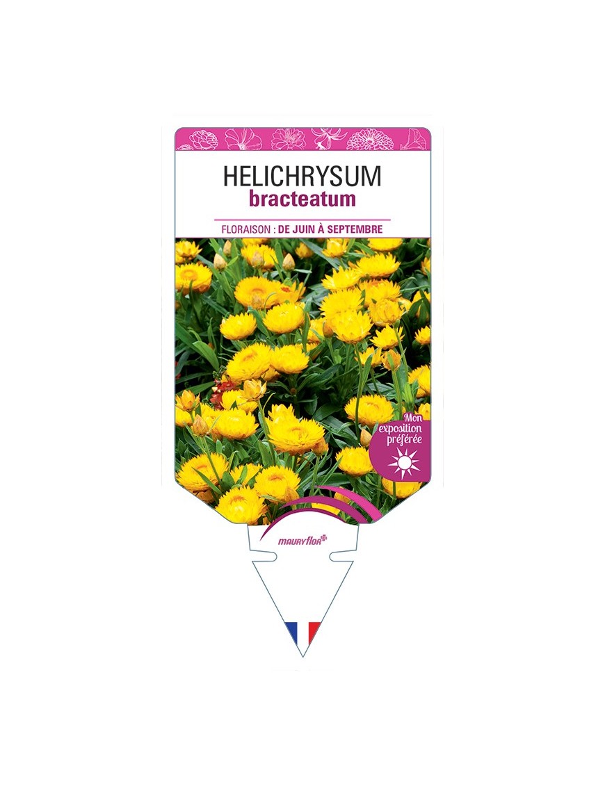HELICHRYSUM BRACTEATUM (jaune)