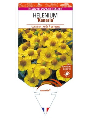 HELENIUM 'Kanaria'