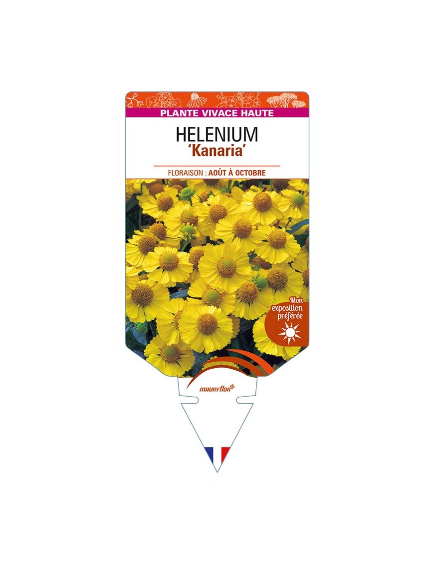 HELENIUM 'Kanaria'