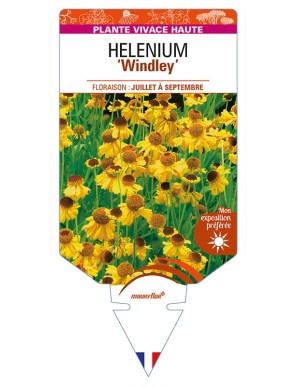 HELENIUM 'Windley'