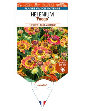 HELENIUM (autumnale) 'Fuego'