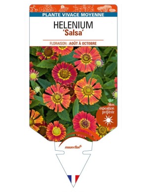 HELENIUM (autumnale) 'Salsa'