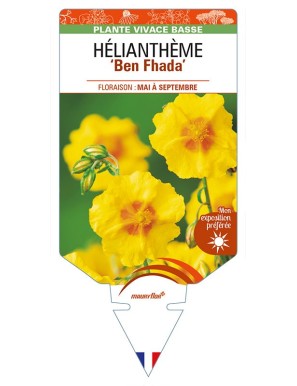 HELIANTHEMUM 'Ben Fhada'