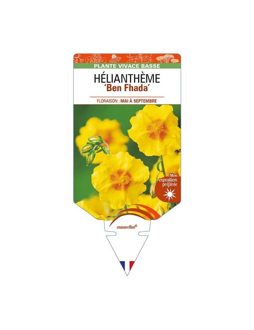 HELIANTHEMUM 'Ben Fhada'