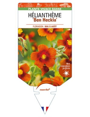 HELIANTHEMUM 'Ben Heckla'