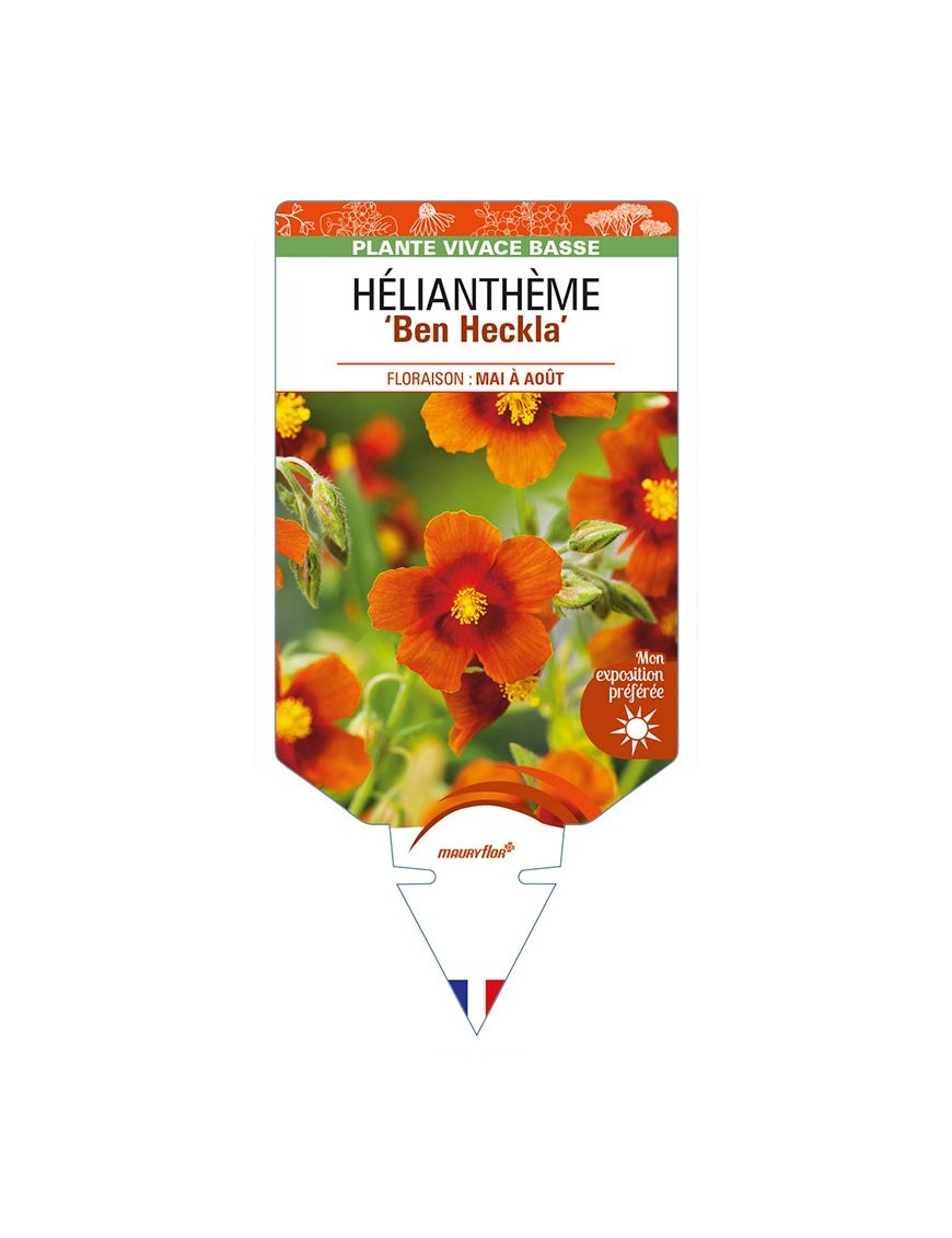 HELIANTHEMUM 'Ben Heckla'