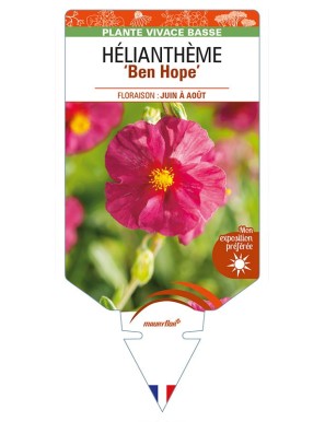 HELIANTHEMUM 'Ben Hope'