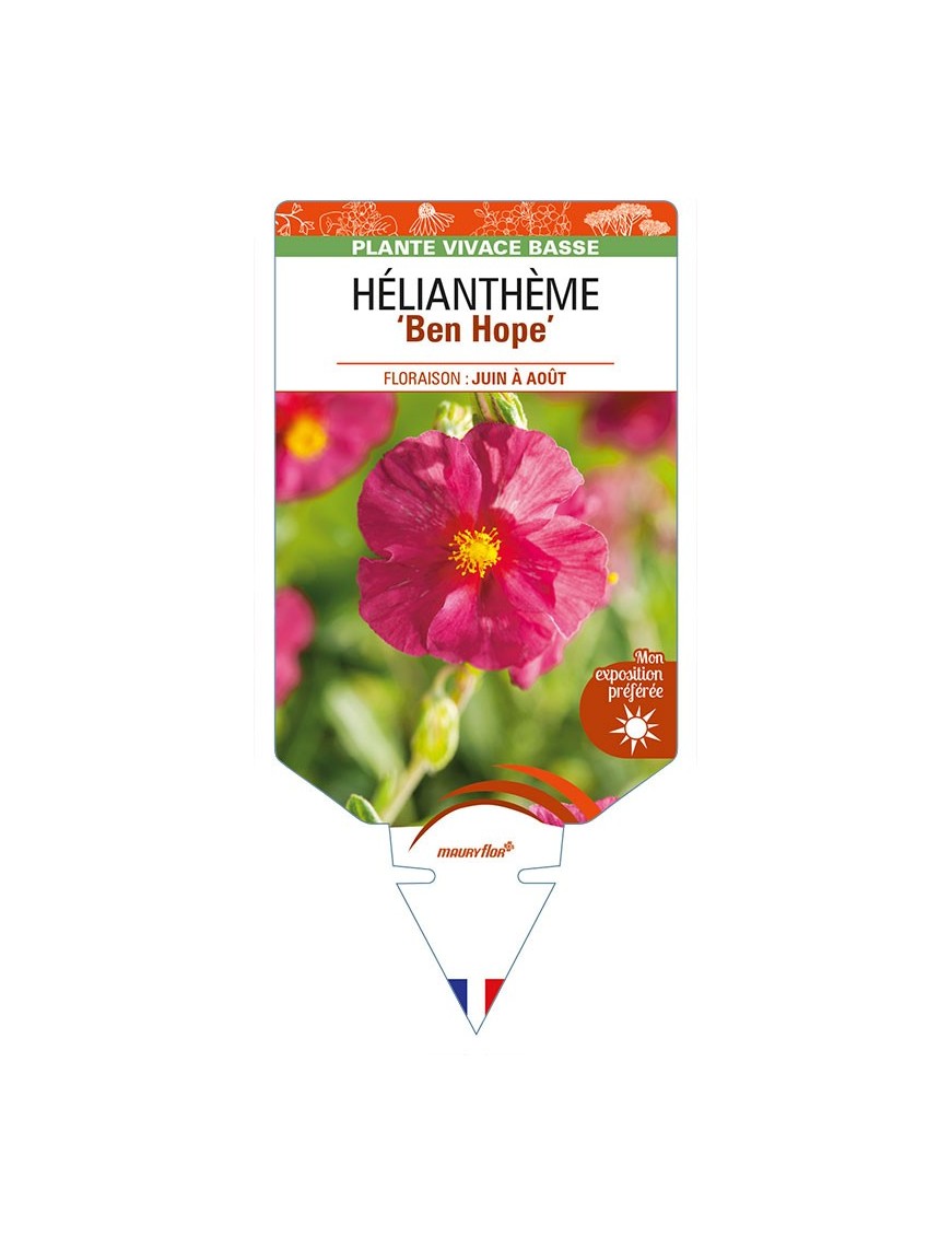 HELIANTHEMUM 'Ben Hope'
