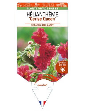 HELIANTHEMUM 'Cerise Queen'