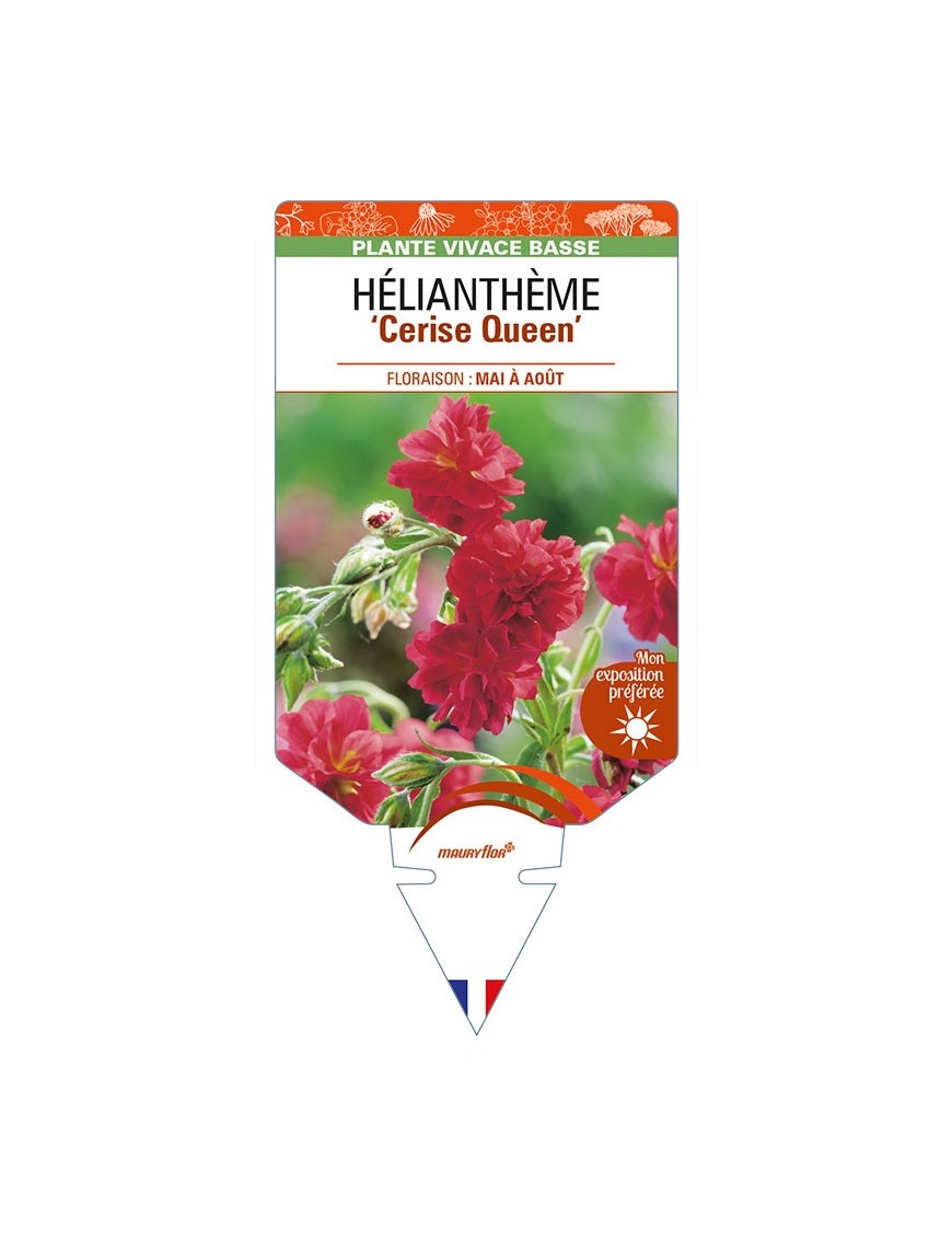 HELIANTHEMUM 'Cerise Queen'