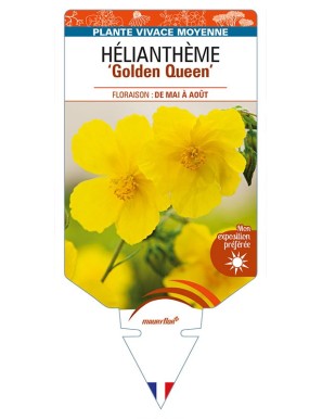 HELIANTHEMUM 'Golden Queen'