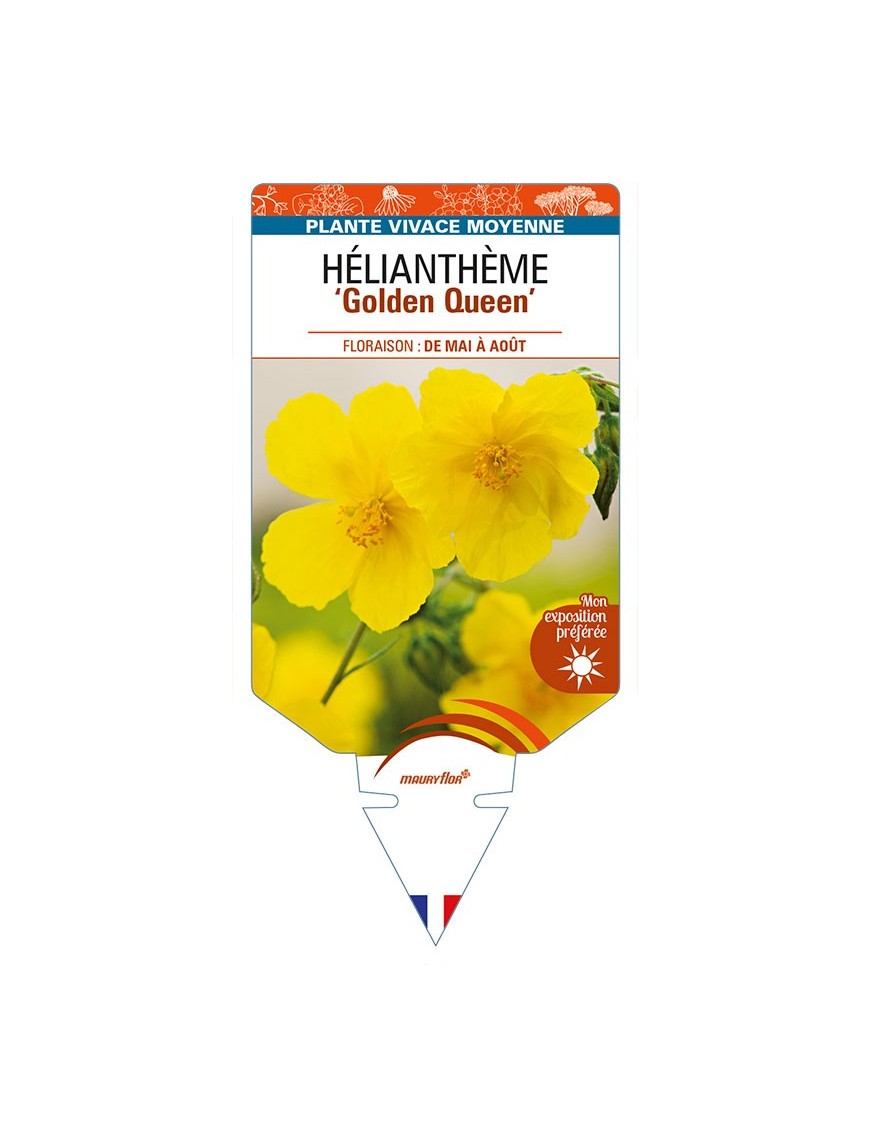 HELIANTHEMUM 'Golden Queen'