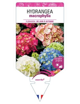 HYDRANGEA MACROPHYLLA (VARIÉ)