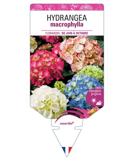 HYDRANGEA MACROPHYLLA (VARIÉ)