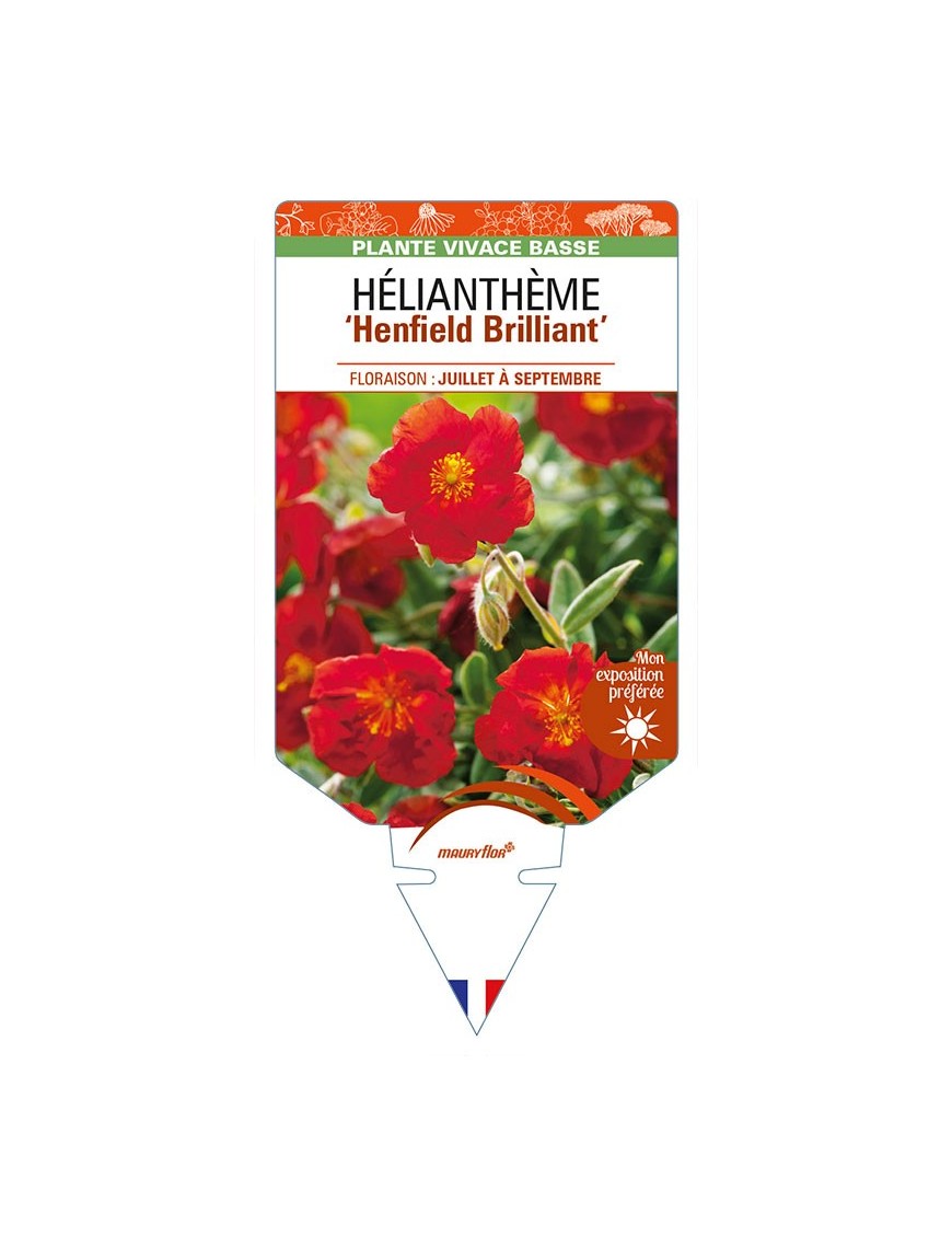 HELIANTHEMUM 'Henfield Brilliant'