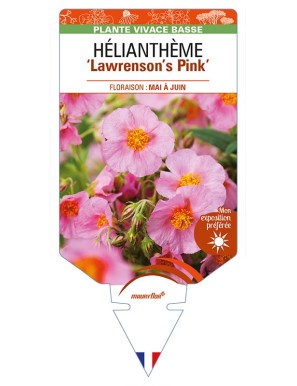 HELIANTHEMUM 'Lawrenson's Pink'