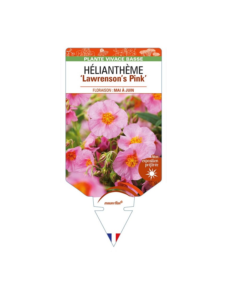 HELIANTHEMUM 'Lawrenson's Pink'
