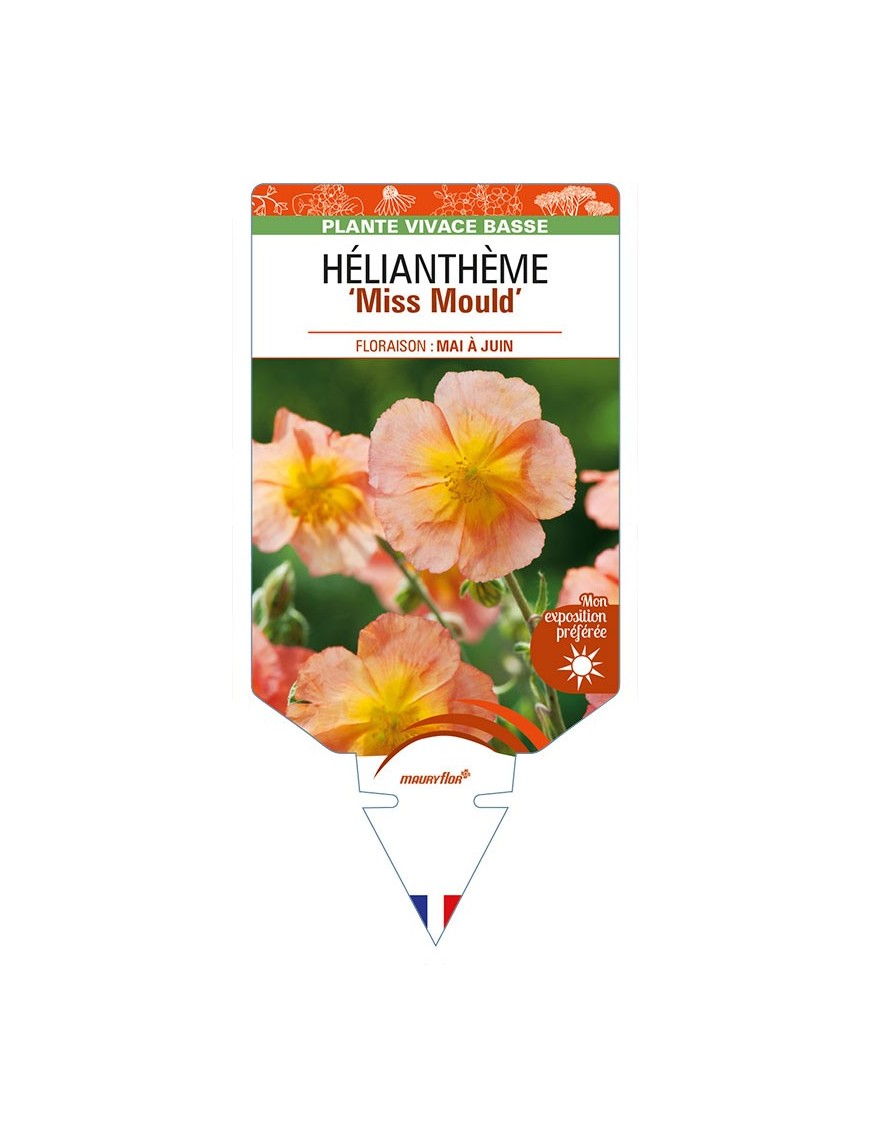 HELIANTHEMUM 'Miss Mould'