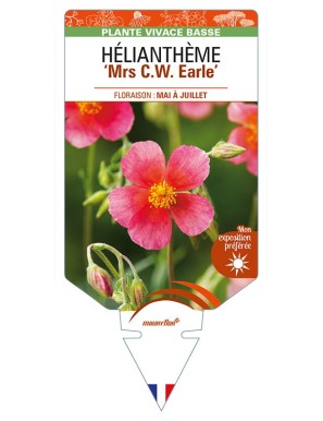 HELIANTHEMUM 'Mrs C.W. Earle'