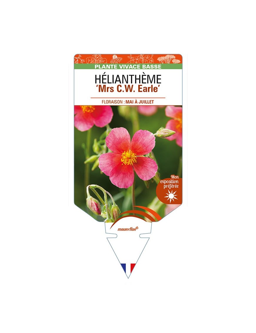 HELIANTHEMUM 'Mrs C.W. Earle'