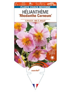 HELIANTHEMUM 'Rhodanthe Carneum'