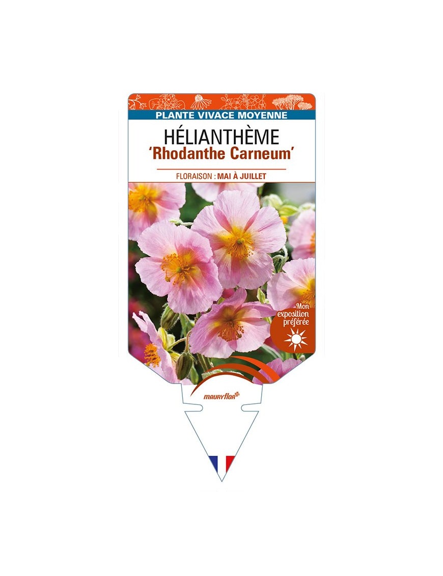 HELIANTHEMUM 'Rhodanthe Carneum'