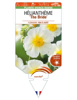 HELIANTHEMUM 'The Bride'