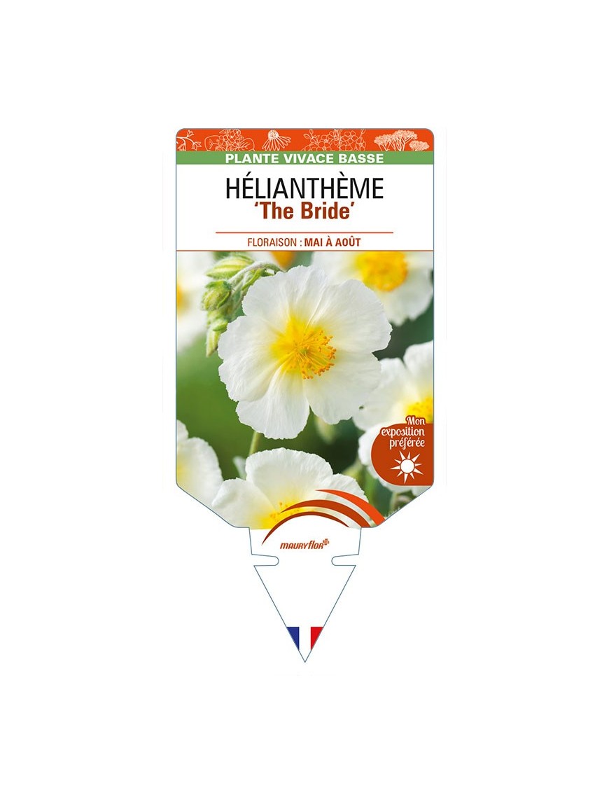 HELIANTHEMUM 'The Bride'