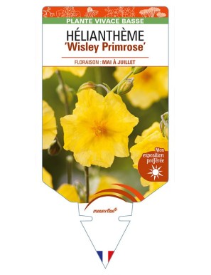 HELIANTHEMUM 'Wisley Primrose'