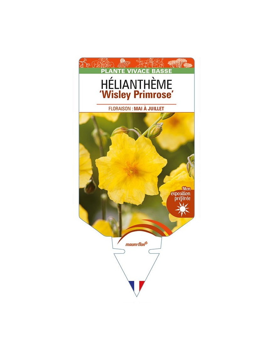 HELIANTHEMUM 'Wisley Primrose'