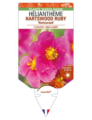 HELIANTHEMUM HARTSWOOD RUBY 'Hartswood'