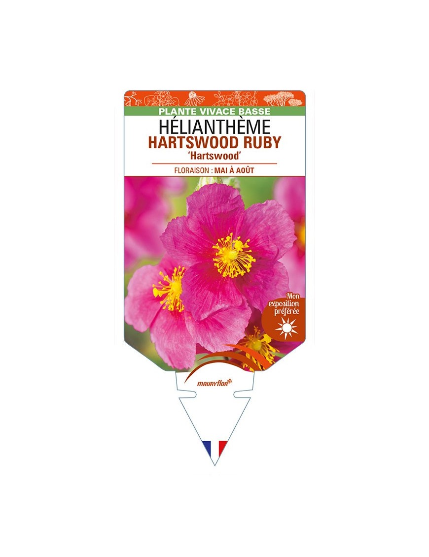 HELIANTHEMUM HARTSWOOD RUBY 'Hartswood'