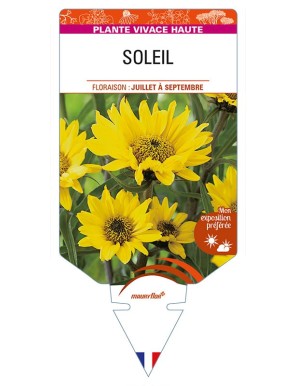 HELIANTHUS atrorubens voir SOLEIL