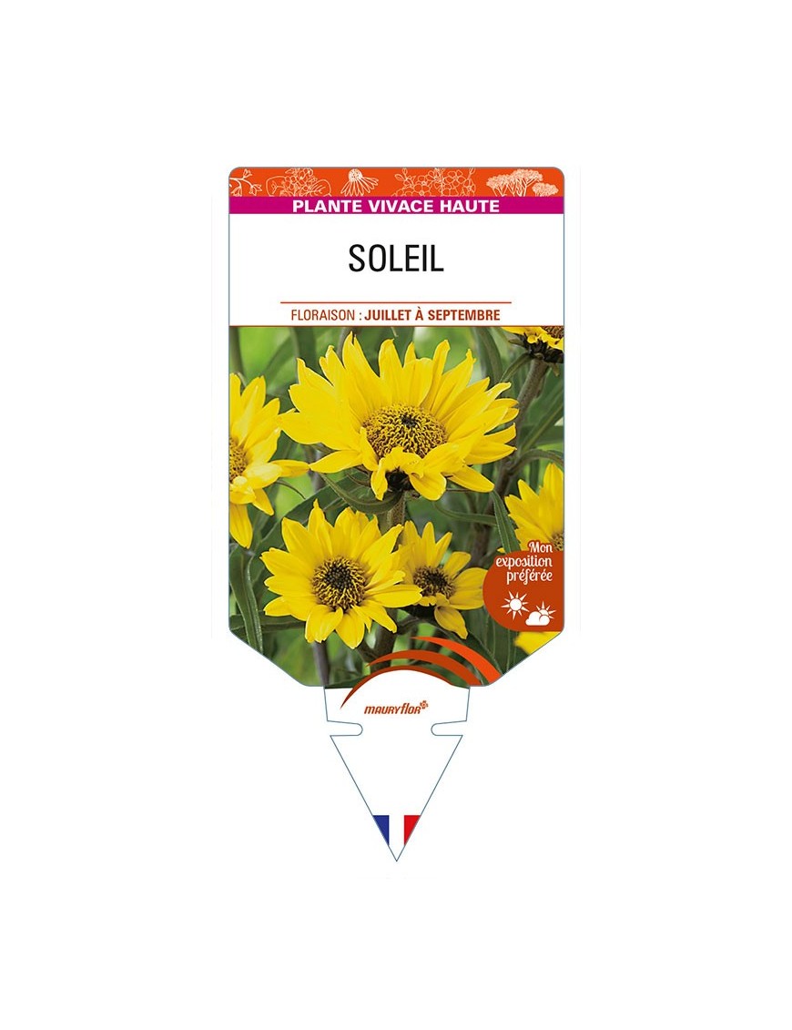 HELIANTHUS atrorubens voir SOLEIL