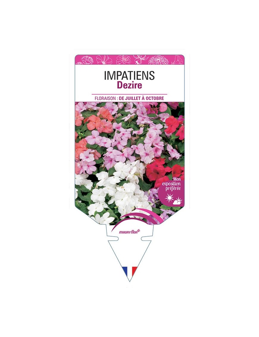 IMPATIENS DEZIRE