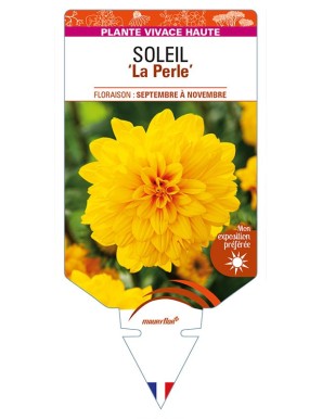HELIANTHUS decapetalus 'La Perle' voir SOLEIL