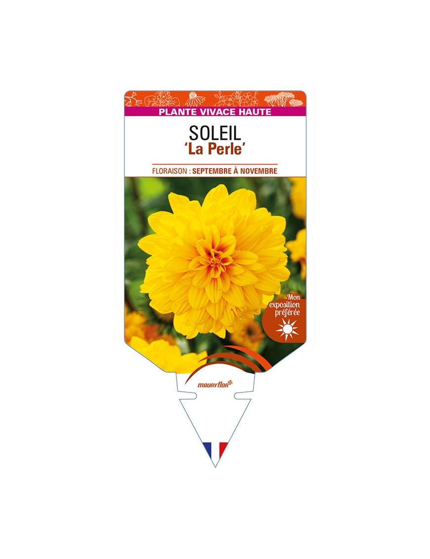 HELIANTHUS decapetalus 'La Perle' voir SOLEIL