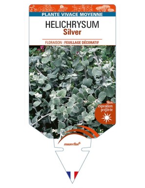 HELICHRYSUM (petiolare) Silver