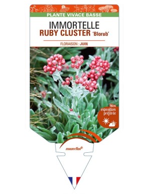 HELICHRYSUM amorginum RUBY CLUSTER 'Blorub' voir IMMORTELLE