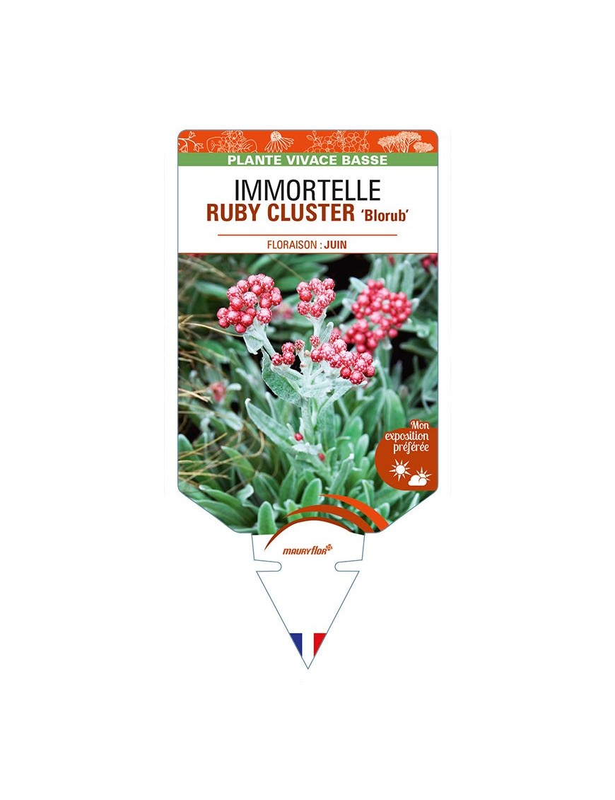 HELICHRYSUM amorginum RUBY CLUSTER 'Blorub' voir IMMORTELLE
