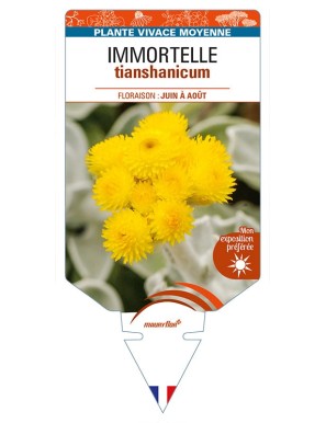 HELICHRYSUM tianshanicum voir IMMORTELLE