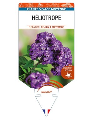 HÉLIOTROPE
