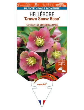 HELLEBORUS 'Crown Snow Rose'