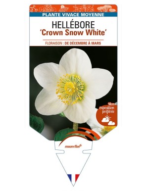 HELLEBORUS 'Crown Snow White'