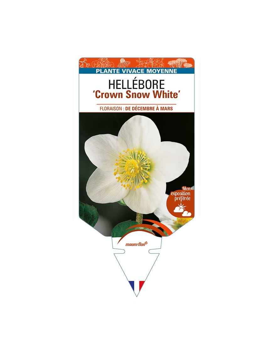 HELLEBORUS 'Crown Snow White'
