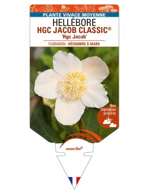 HELLEBORUS (niger) HGC JACOB CLASSIC® 'Hgc Jacob'